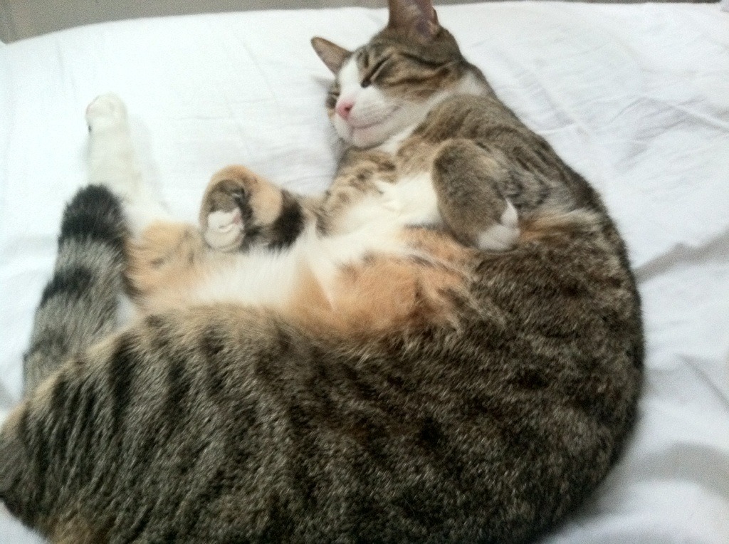 全国青少年篮球“成长树”夏令营在青海盛大开营，青少年篮球培训训练基地