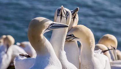 爱游戏体育app-皮特·斯图斯继续高光表现，成为南非橄榄球的无声英雄，斯图皮特2021