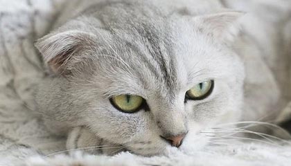 爱游戏体育app-皮特·斯图斯继续高光表现，成为南非橄榄球的无声英雄，斯图皮特2021