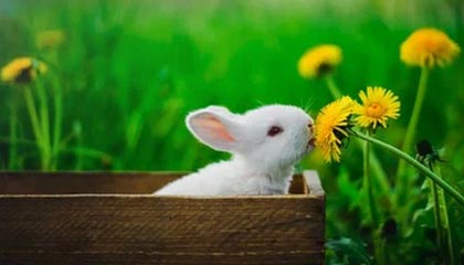 爱游戏体育app-丁俊晖宣布将参加新加坡大师赛，丁俊晖新闻